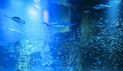 롯데월드 아쿠아리움 (B1-B2F) 이미지